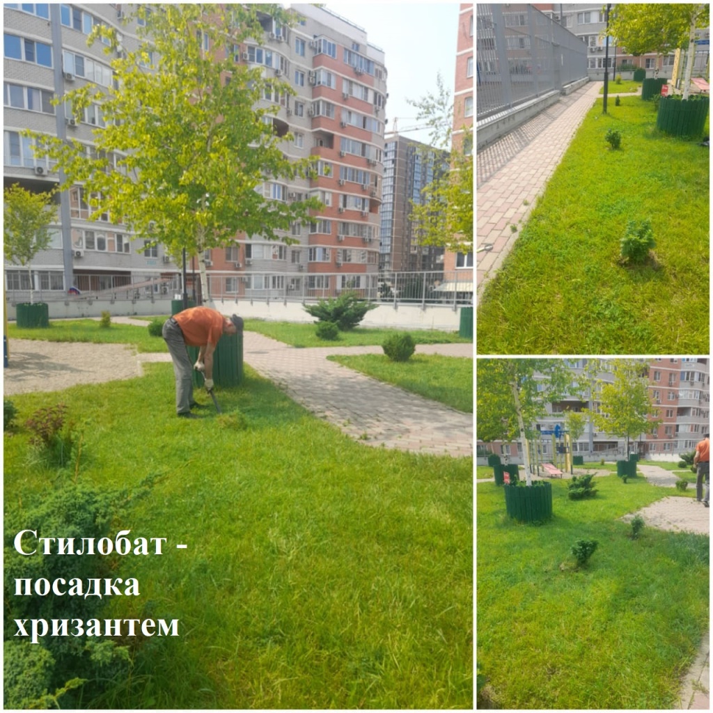 2025.06.05 - посадка хризантем на стилобате.jpeg 2025.06.05 - посадка хризантем на стилобате.jpeg