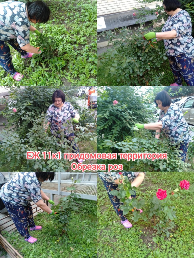 250625_ЕЖ11-1_придомовая_обрезка роз.jpg 250625_ЕЖ11-1_придомовая_обрезка роз.jpg