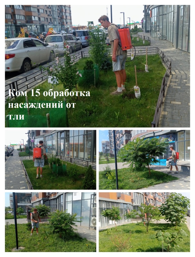 2025.06.25 - 15 обработка насаждений от тли.jpeg 2025.06.25 - 15 обработка насаждений от тли.jpeg