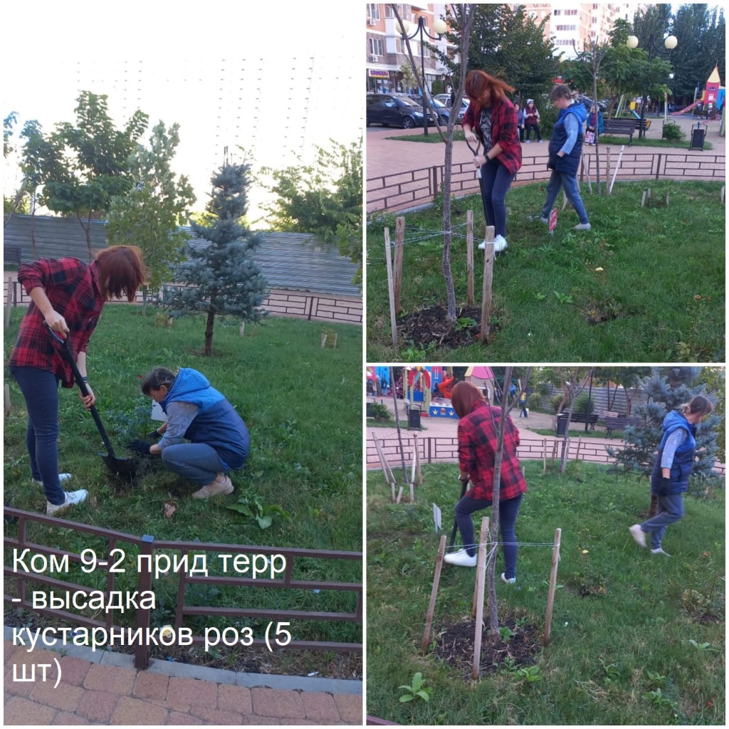 2025.10.02 - 9-2 пт - высадка кустарников роз (5 шт).jpeg