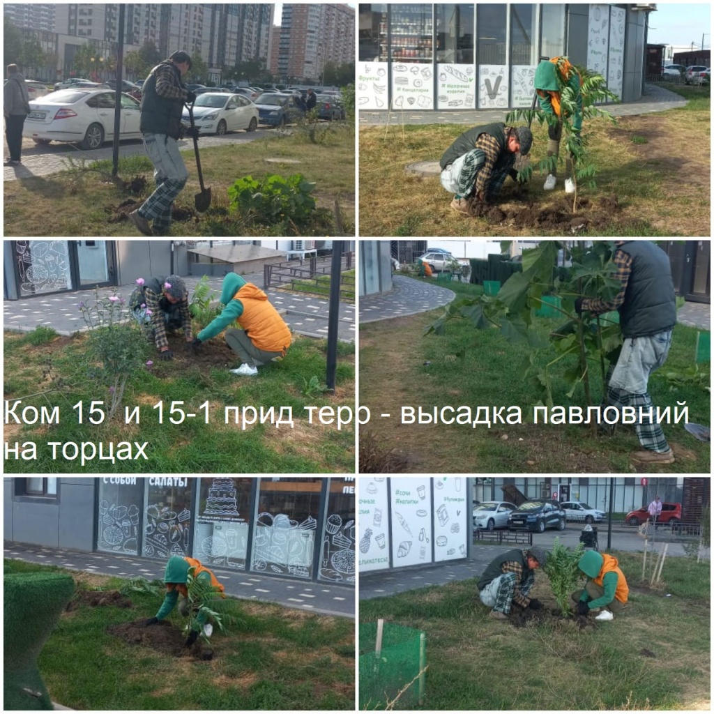 2025.10.02 - 15 15-1 пт - высадка павловний на торцах.jpeg 2025.10.02 - 15 15-1 пт - высадка павловний на торцах.jpeg