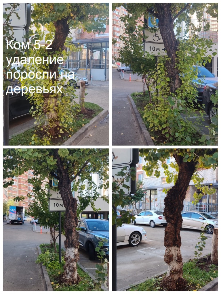 2025.10.06 - 5-2 удаление поросли на деревьях.jpeg 2025.10.06 - 5-2 удаление поросли на деревьях.jpeg