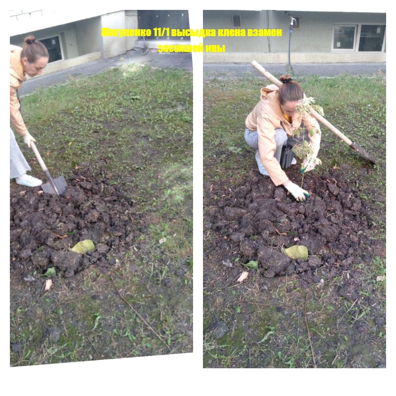 260925_ЕЖ11-1_высадка клена.jpg 260925_ЕЖ11-1_высадка клена.jpg