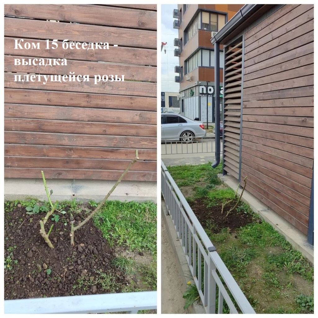 2025.11.24 - 15 беседка - высадка плетущейся розы.jpeg 2025.11.24 - 15 беседка - высадка плетущейся розы.jpeg