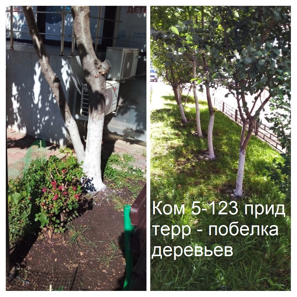 2025.10.06 - 5-123 пт - побелка деревьев.jpeg 2025.10.06 - 5-123 пт - побелка деревьев.jpeg