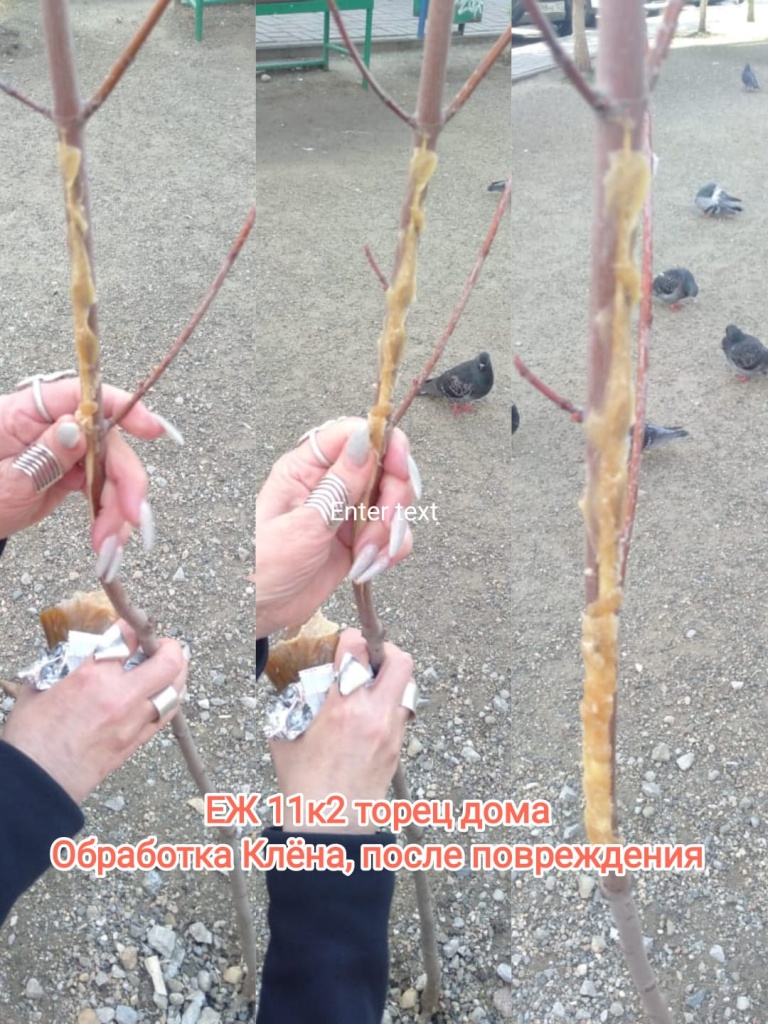 070425_ЕЖ11-2_торец_обработка клена.jpg 070425_ЕЖ11-2_торец_обработка клена.jpg
