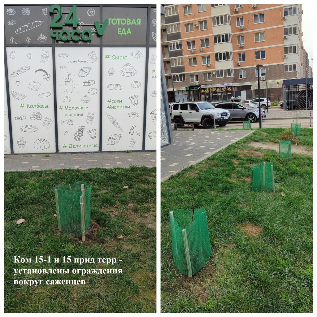 2025.11.20 - 15-1 и 15 пт - установлены ограждения вокруг саженцев.jpeg 2025.11.20 - 15-1 и 15 пт - установлены ограждения вокруг саженцев.jpeg