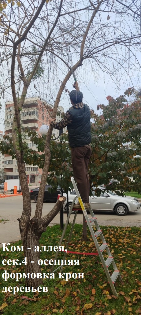 2025.11.12 - аллея, сек.4 - осенняя формовка крон деревьев.jpeg 2025.11.12 - аллея, сек.4 - осенняя формовка крон деревьев.jpeg