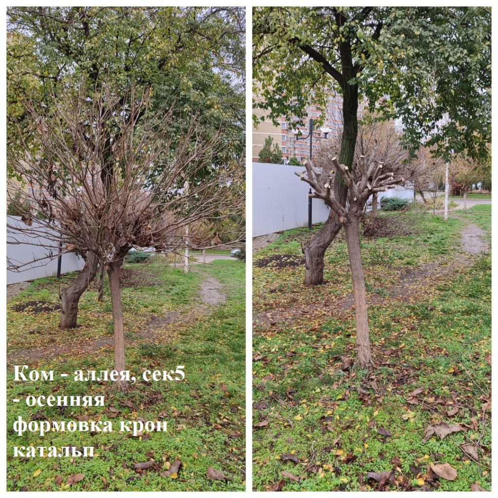 2025.11.13 - аллея, сек5 - осенняя формовка крон катальп.jpeg 2025.11.13 - аллея, сек5 - осенняя формовка крон катальп.jpeg