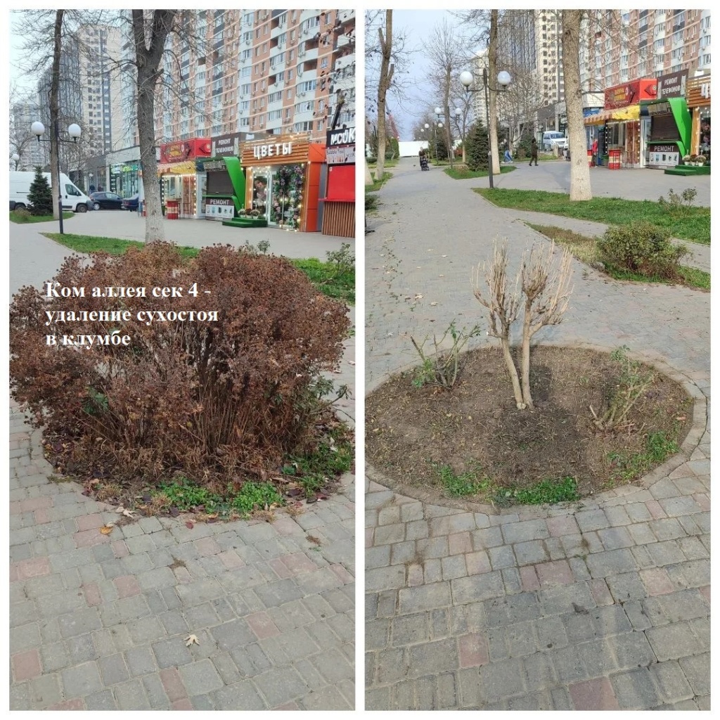 2025.11.26 - аллея сек 4 - удаление сухостоя в клумбе.jpg 2025.11.26 - аллея сек 4 - удаление сухостоя в клумбе.jpg