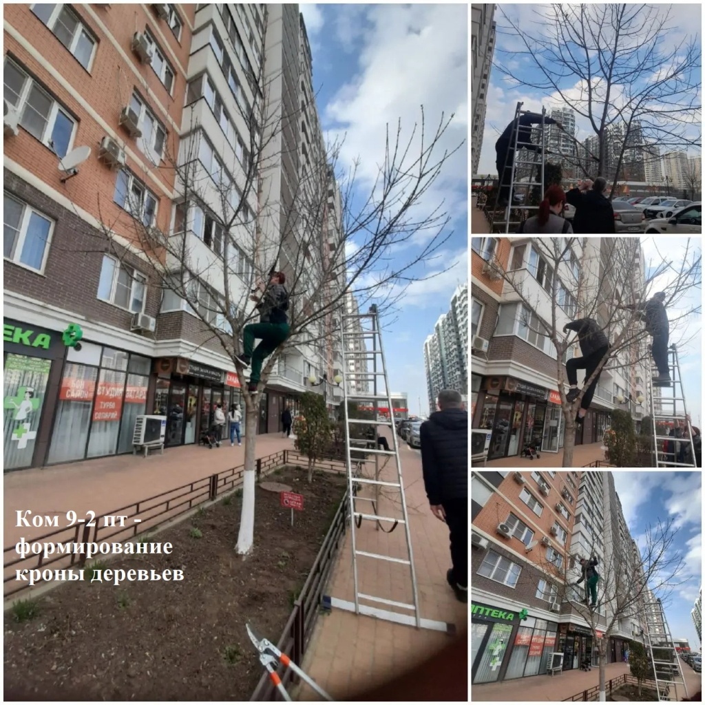 2026.03.17 - 9-2 пт - формирование кроны деревьев.jpeg 2026.03.17 - 9-2 пт - формирование кроны деревьев.jpeg