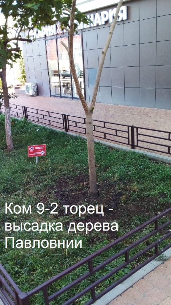 2025.10.06 - 9-2 торец - высадка дерева Павловнии.jpeg 2025.10.06 - 9-2 торец - высадка дерева Павловнии.jpeg