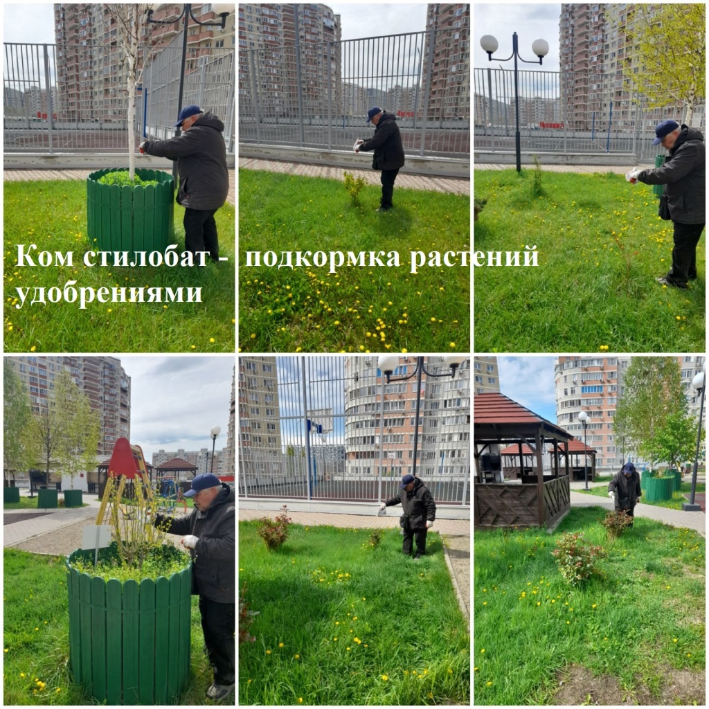 2025.04.11 - стилобат - подкормка растения удобрениями.jpeg 2025.04.11 - стилобат - подкормка растения удобрениями.jpeg