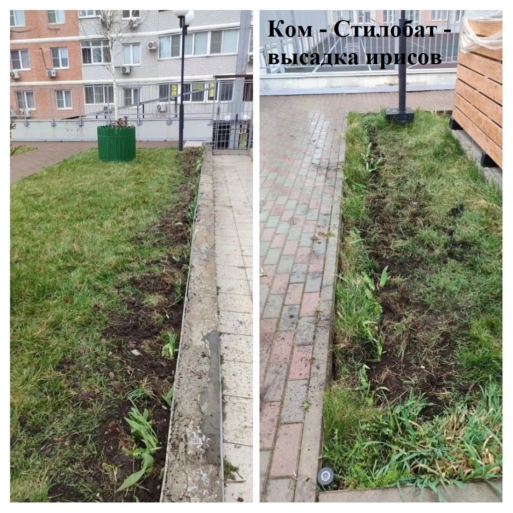 2026.03.24 - стилобат - высадка ирисов.jpeg 2026.03.24 - стилобат - высадка ирисов.jpeg