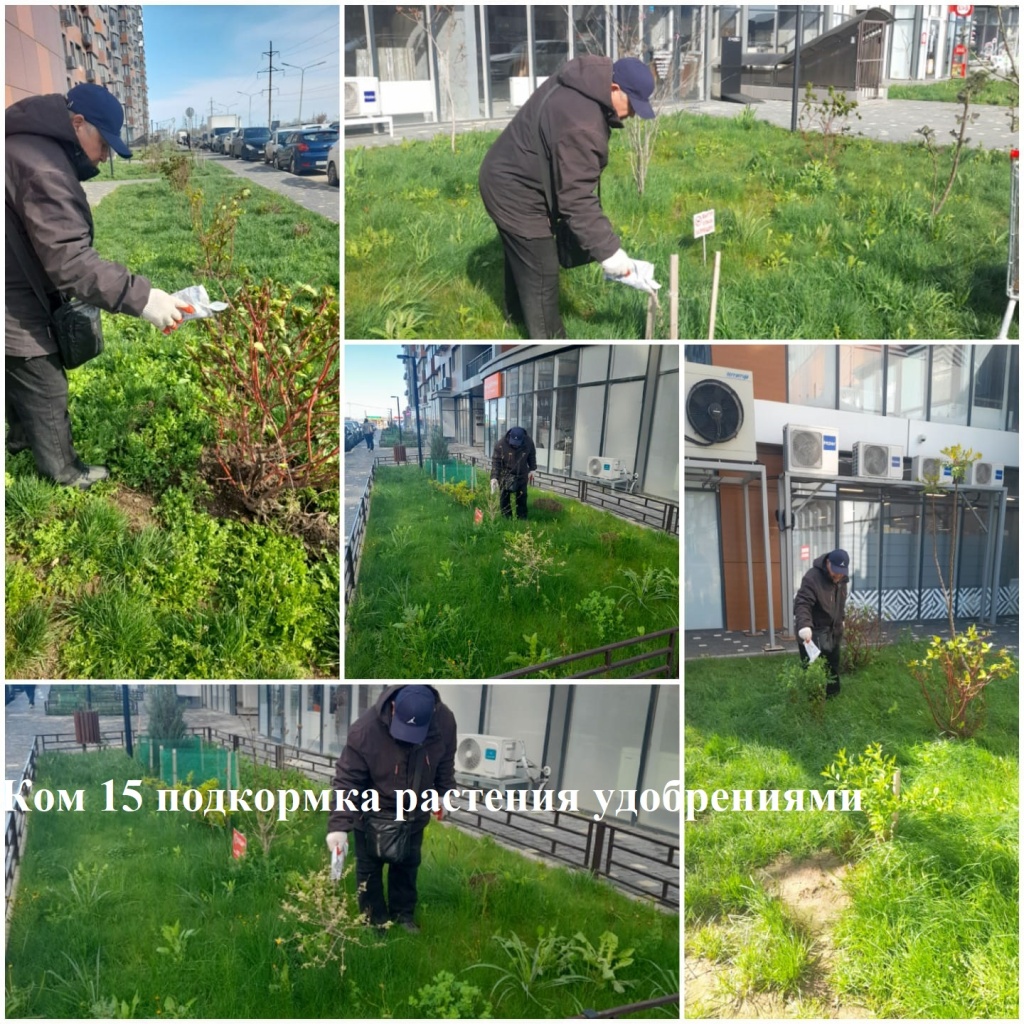 2025.04.11 - 15 подкормка растения удобрениями.jpeg 2025.04.11 - 15 подкормка растения удобрениями.jpeg