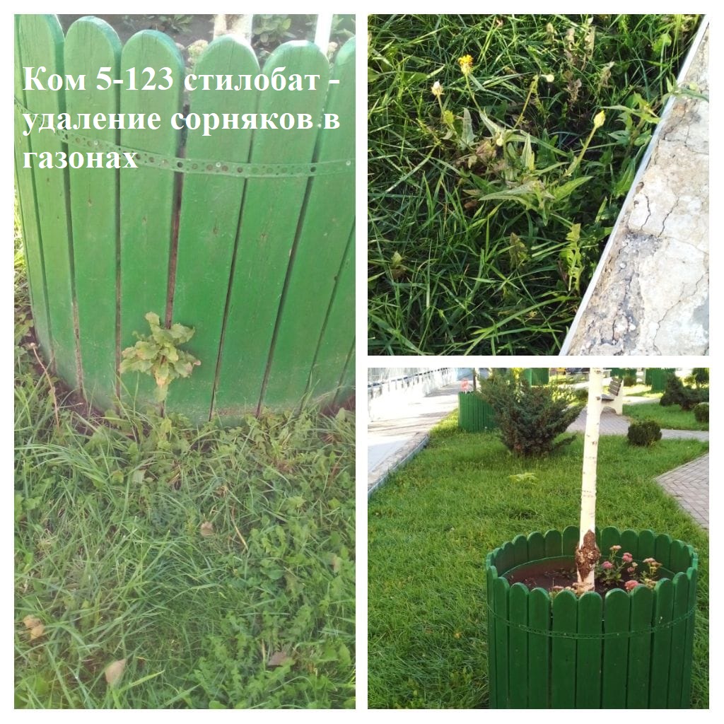 2025.10.17 - 5-123 стилобат - удаление сорняков в газонах.jpeg 2025.10.17 - 5-123 стилобат - удаление сорняков в газонах.jpeg