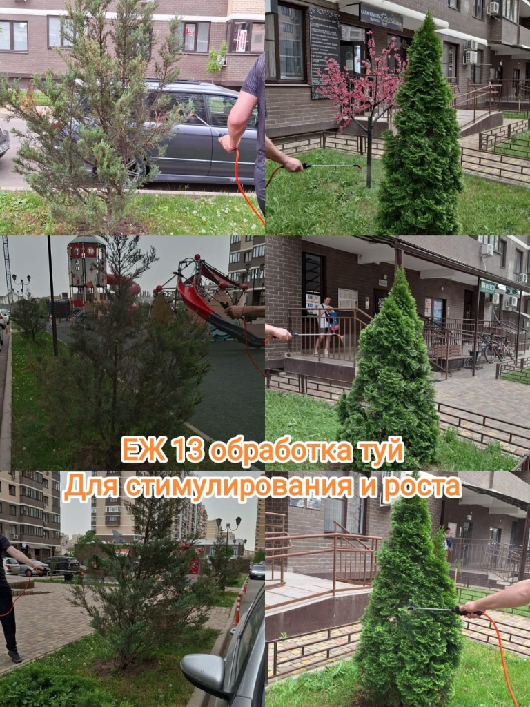 260424_еж13_обработка туй.jpg 260424_еж13_обработка туй.jpg