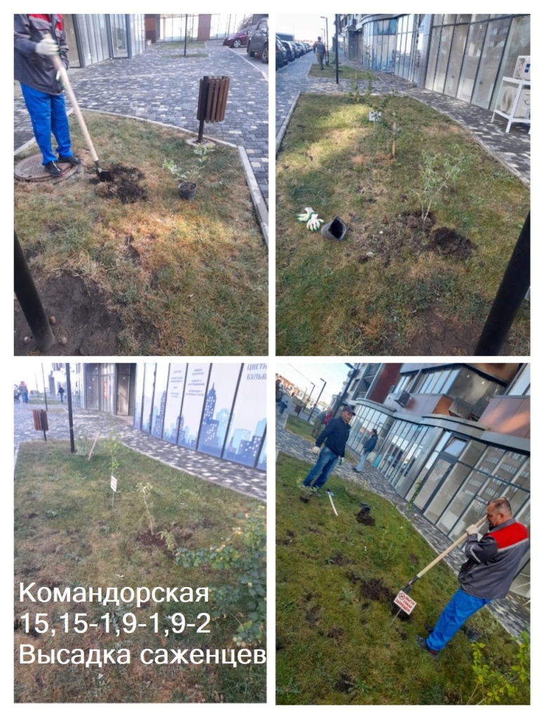 131023_Ком_15,15-1,9-1,9-2_Высадка саженцев.jpg 131023_Ком_15,15-1,9-1,9-2_Высадка саженцев.jpg
