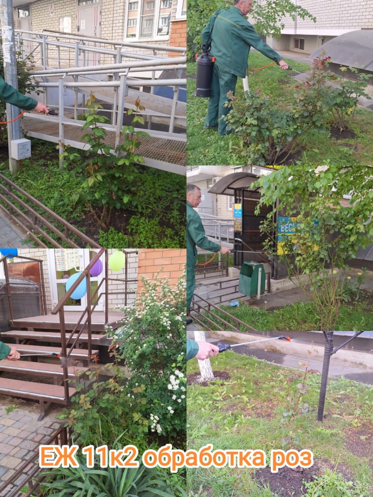 220424_еж11-2_обработка роз.jpg 220424_еж11-2_обработка роз.jpg