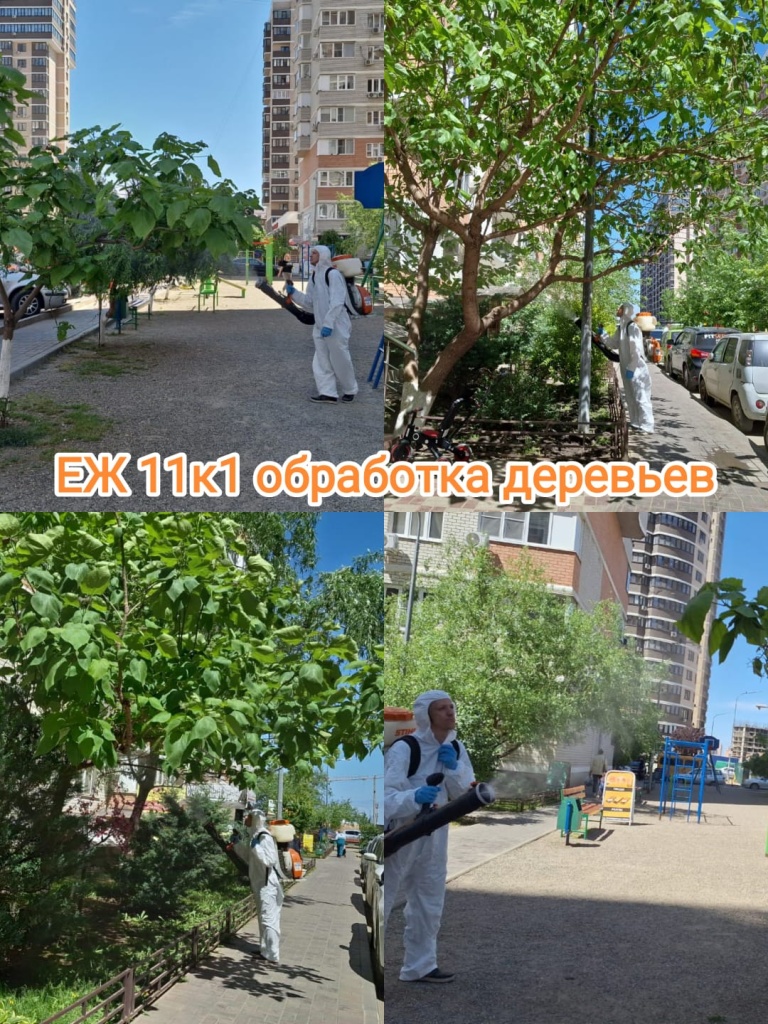 80524_еж11-1_обработка деревьев.jpg 80524_еж11-1_обработка деревьев.jpg