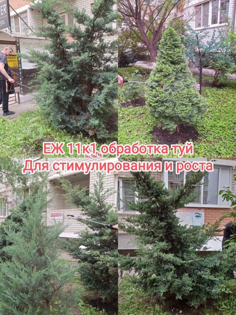 260424_еж11-1_обработка туй.jpg 260424_еж11-1_обработка туй.jpg