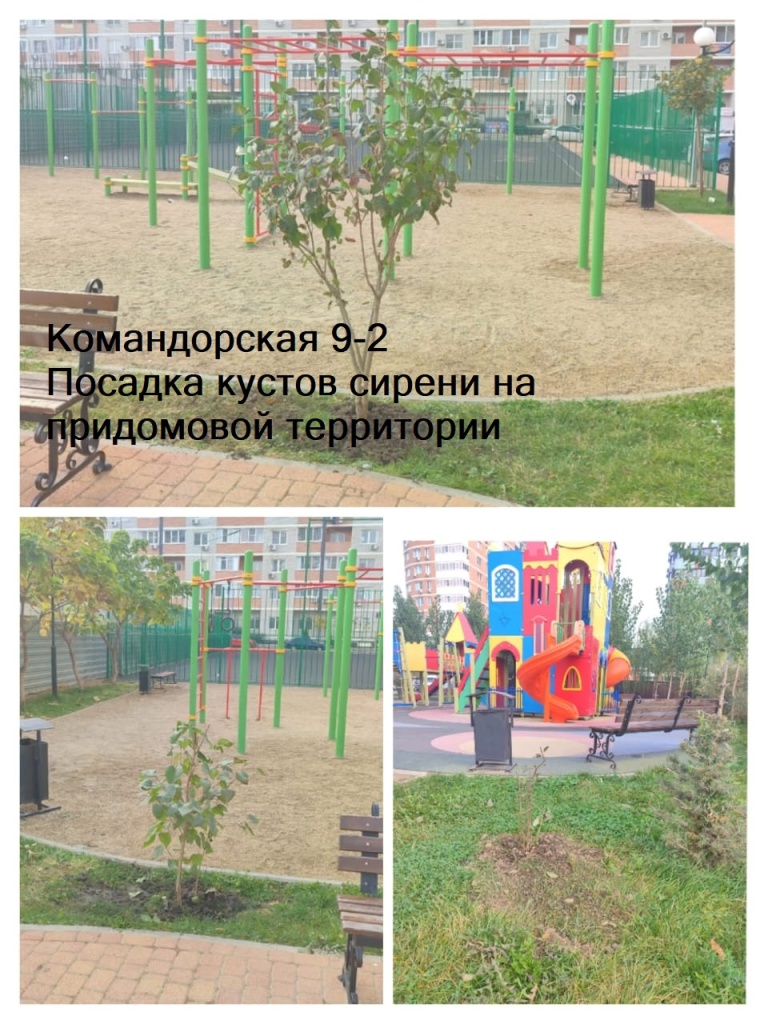 251023_Ком9-2_посадка сирени на территории.jpg 251023_Ком9-2_посадка сирени на территории.jpg