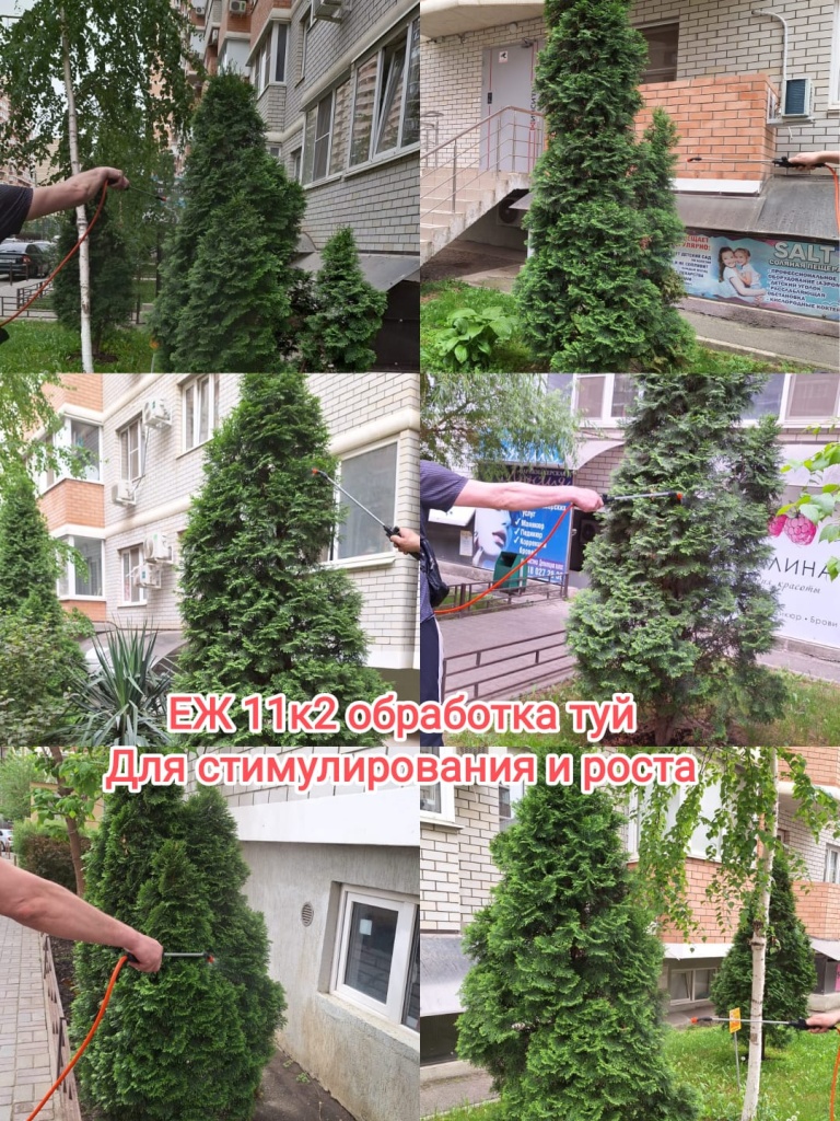 260424_еж11-2_обработка туй.jpg 260424_еж11-2_обработка туй.jpg